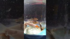 Новые жители в моем пруду. Карп Кои платиновый и вуалехвостый.