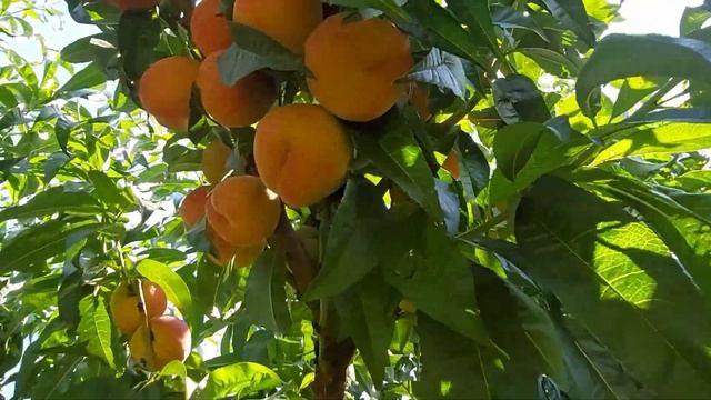 Сорт персика "Ред Хейвен" ? смотреть онлайн