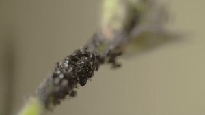 Боретесь С Тлей? Используйте Это И Тля Погибнет Сразу! Проверенное Народное Средство Без Химии!