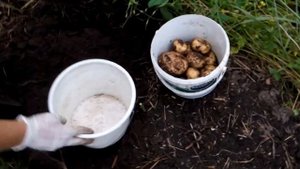 Картофель сорт "Коломбо" урожай 2018 год.