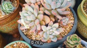 아름답고 멋드러진 행복바라기의값진  대품아 농원~!😘💕  Succulents