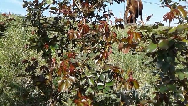 слепые побеги у роз, полив роз, питомник роз Полины Козловой rozarium.biz смотреть онлайн