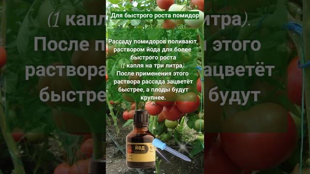 совет дачнику
