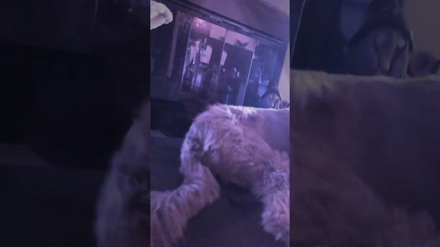 DANCE PARTY DOGGO!!!!