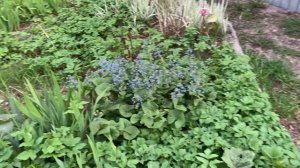 Милая и неприхотливая бруннера