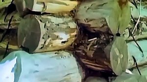 Ханты-Мансийский округ. Балки. "Там, где возникнут нефтяные города".