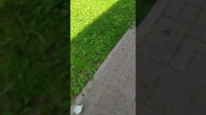 Замер газового Генератора Honda G 12-380 (12 кВт 3 Фазы 380 В).