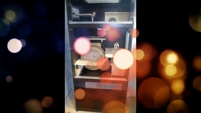 Витрины для шиншилл| Любительница животных