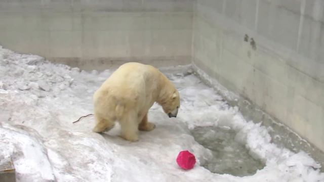 Кай,Герда и мы развлекаемся 04.04.17 Новосибирский зоопарк смотреть онлайн