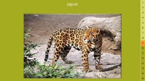 Дикие животные - Часть 4 / Vocabulary: Wild Animals - Part 4