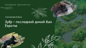 Лекция «Зубр – последний дикий бык Европы»