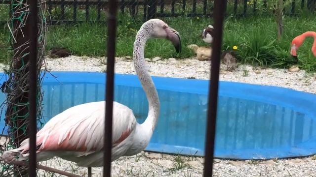 Оранжевые Фламинго Самые редкие животные мира Оранжевые Фламинго смотреть онлайн