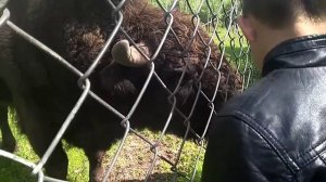 Березинский биосферный запаведник Валеры с зубром