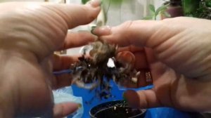 Мои малыши   -  Адениум ! Пересадка 💞.