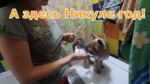 Чистка зубов йорка. Как ухаживать за зубами собаки?