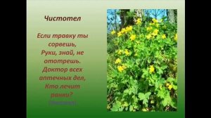 Проблемы с кожей? Поможет чистотел.