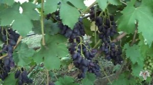 Виноград Велика. Ягода длинной более 40 миллиметров. Урожай и особенности сорта