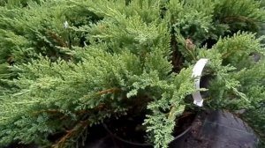 Растение Можжевельник Тамарисцифолиа купить в интернет-магазине Hoga.ru