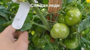 Томаты-ГНОМЫ супер завязываемость.Удивили.
