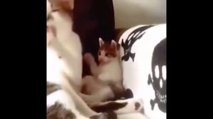 Кошка Мама и Котята. Про Кошек и Котят. Радость Материнства