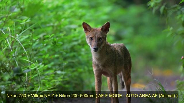 Nikon Z50 Review Update | Nikon Z30 | VILTROX NF-Z Adapter Review | Nikon FTZ Adapter | Nikon Z. смотреть онлайн