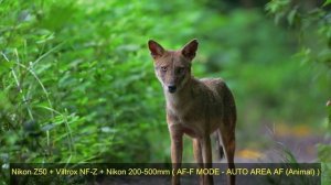 Nikon Z50 Review Update | Nikon Z30 | VILTROX  NF-Z Adapter Review | Nikon FTZ Adapter | Nikon Z.