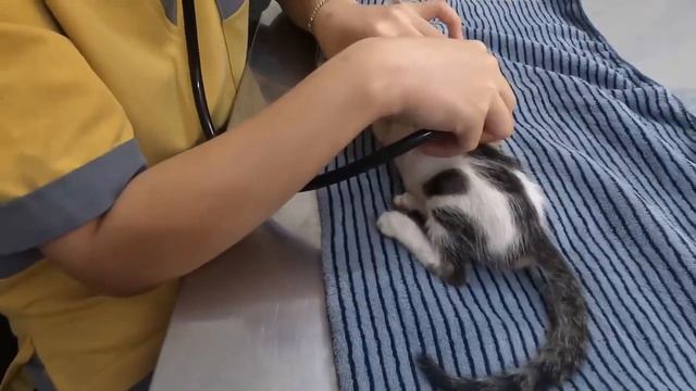 Котёнок, умиравший на обочине дороги, был спасён и идёт на поправку.