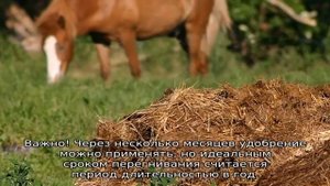 Коровий навоз