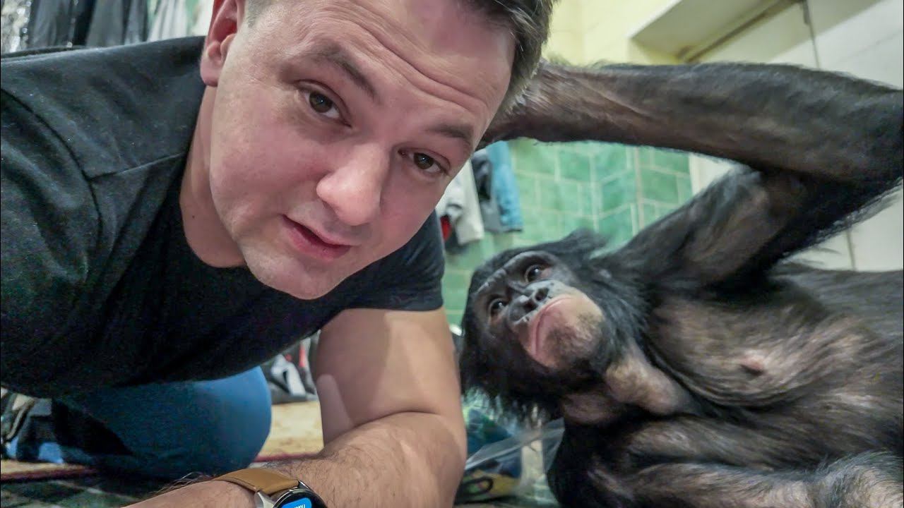 Вальтеру Запашному 96 лет! / Вешаю гамак для шимпанзе смотреть онлайн