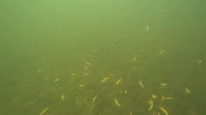 Видеообзор воблера The Outdoor Zaco SK63S по заказу Fmagazin