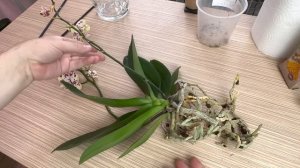 для быстрого роста корней орхидей ПОВТОРЯЮ пересадку орхидеи / орхидея в стеклянный горшок