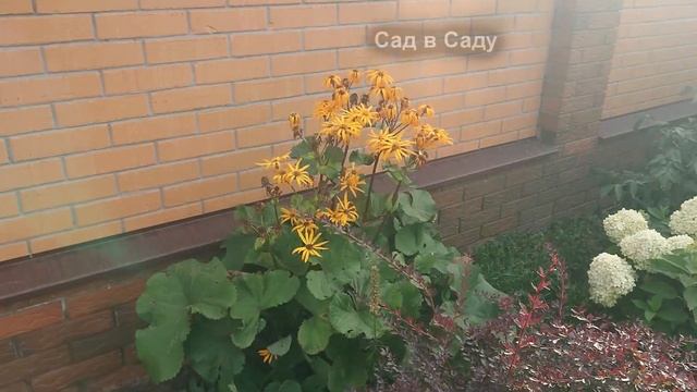 САМЫЙ ПРОСТОЙ в уходе многолетник для ТЕНИСТОЙ клумбы. Декоративный все лето - БУЗУЛЬНИК.