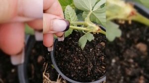 Укореняем Рассаду Клубники В Горшки Правильно // Клубника Без Химозы