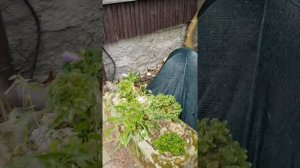 Сад Иржи Балатка