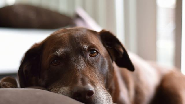 Labrador Retriever Dogs - Everything you NEED TO KNOW