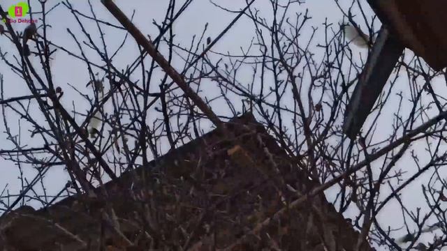 УЧМА КАБУТАРЛАР БАКИНИСКИЙ SHAHRIXON UCHMA KABUTARLARI FLY PIGEONS Голубей