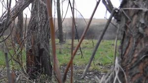 Проба утиного манка Buck Gardner  Mallard