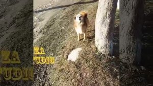 Джони -предатель .. #мойдругджони #джонипредатель #любимыеживотные#собаки #любимыйдвор