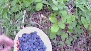 Выращивание лесной земляники у себя на участке Грядка с лесной земляникой в Челябинске
