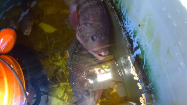 Вышел из строя насос, борьба с трудностями в аквапонике - продолжение... смотреть онлайн