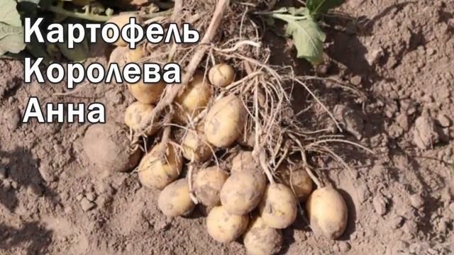 Картофель Королева Анна Оптом