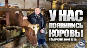 Сколько сена едят коровы? Схемы откорма телят. Фермерские продукты в Москве.