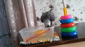Как научить жако купаться.