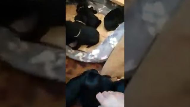 щенки чёрного шнауцера, питомник Экселлент Стайл