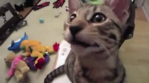 КОТ СМЕЁТСЯ