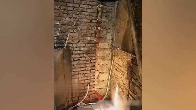 ❤️ СМЕШНЫЕ КОШКИ 2021❤️ СМЕШНЫЕ ЖИВОТНЫЕ 2021❤️  КОТОМАНИЯ #16