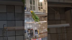 Попугай Амазон танцует и поёт вместе с Queen