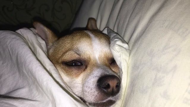 Герде снятся кошмары! смотреть онлайн