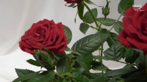 Какая бесконечно красивая музыка! Хочется слушать и слушать снова… Я в восторге! Сергей Грищук