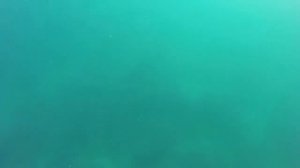 Подводная охота, Севастополь-Фиолент